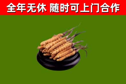 城西区烟酒回收冬虫夏草.jpg