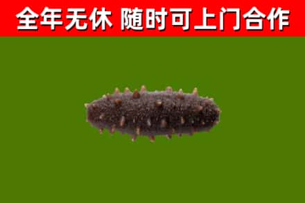 城西区烟酒回收干海参.jpg